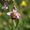 4-orchis apifera